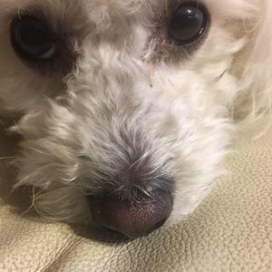 Meet your Posher, Lilian